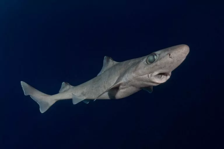 El tiburón quelvacho de aleta negra, que se encuentra en aguas profundas, es buscado por su aceite de hígado (© Andy Murch)