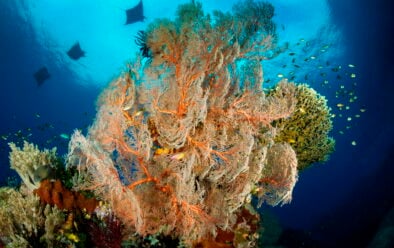 Conservation in Raja Ampat