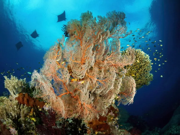 Conservación en Raja Ampat