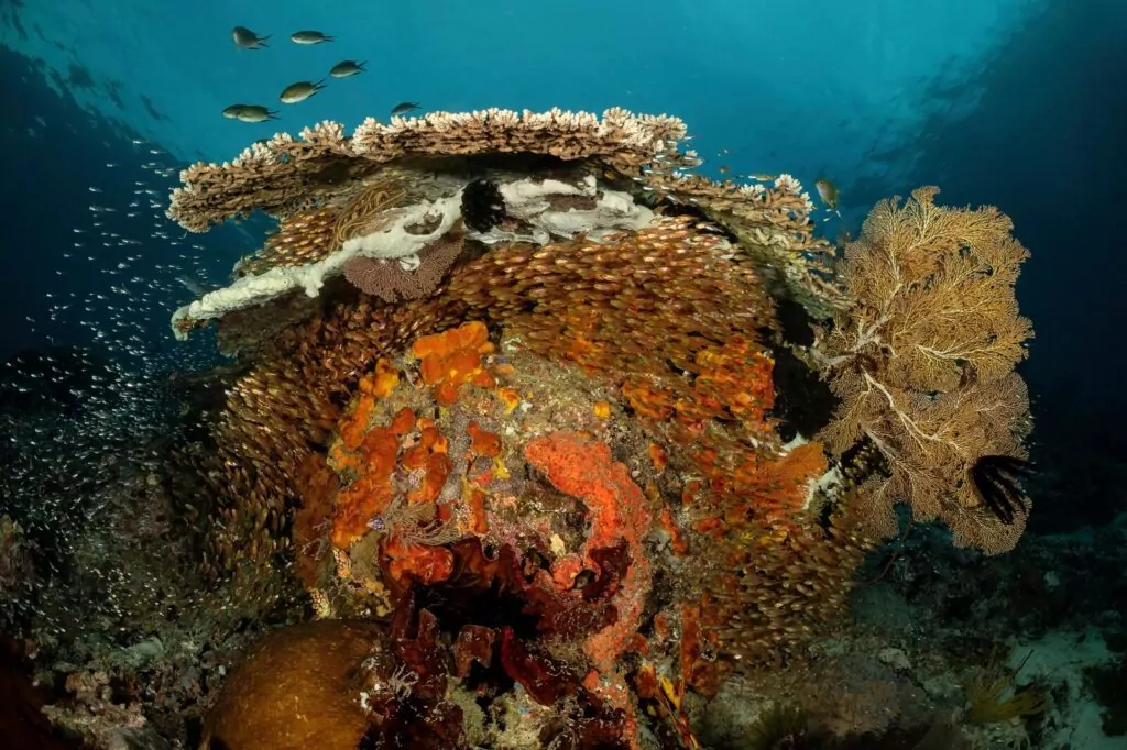 Ochrona w Raja Ampat 7 Obraz WhatsApp 2025 04 29 w 09.32.40