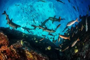 Valgetipu-riffhaid, kreoolkalad, barberkalad ja mauride iidolid Roca Partidos (Enric Sala, National Geographic Pristine Seas)