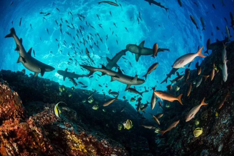 로카 파르티도(Enric Sala, National Geographic Pristine Seas)의 흰팁 리프 상어, 크리올피쉬, 바버피쉬 및 무어 아이돌