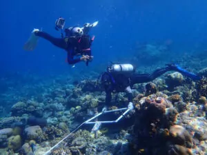 Изследователи направиха стандартизирани снимки на морското дъно на различни рифове в централна Индонезия. Тим Ламонт, CC BY-NC-ND