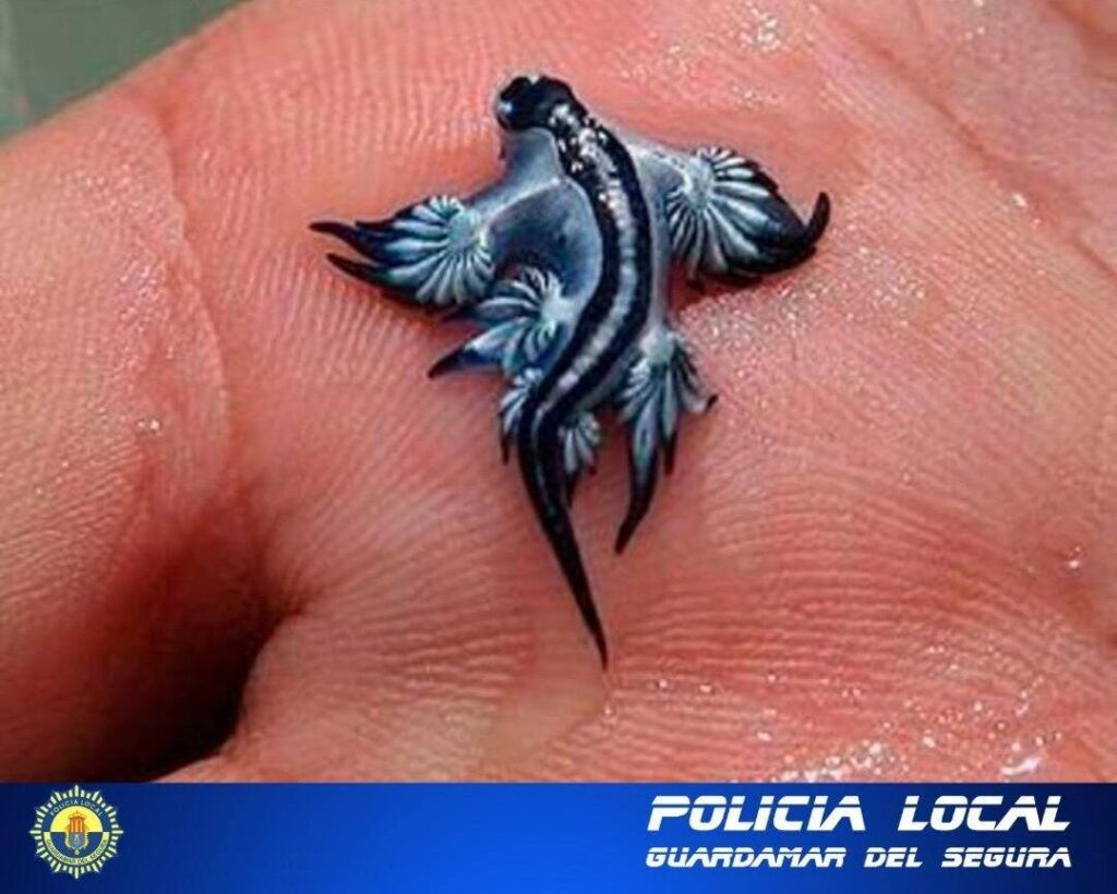 Perhaps ill-advisedly, police warned against touching blue angels using this picture