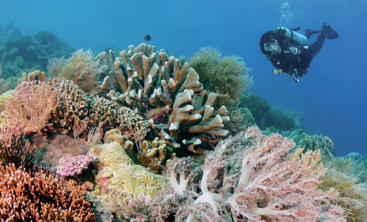 Adventure On The Amira Liveaboard 7 Diver approaches another pristine reef