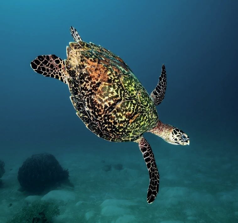 8A4BE714 8459 4DA1 B95329BED7D23172 1