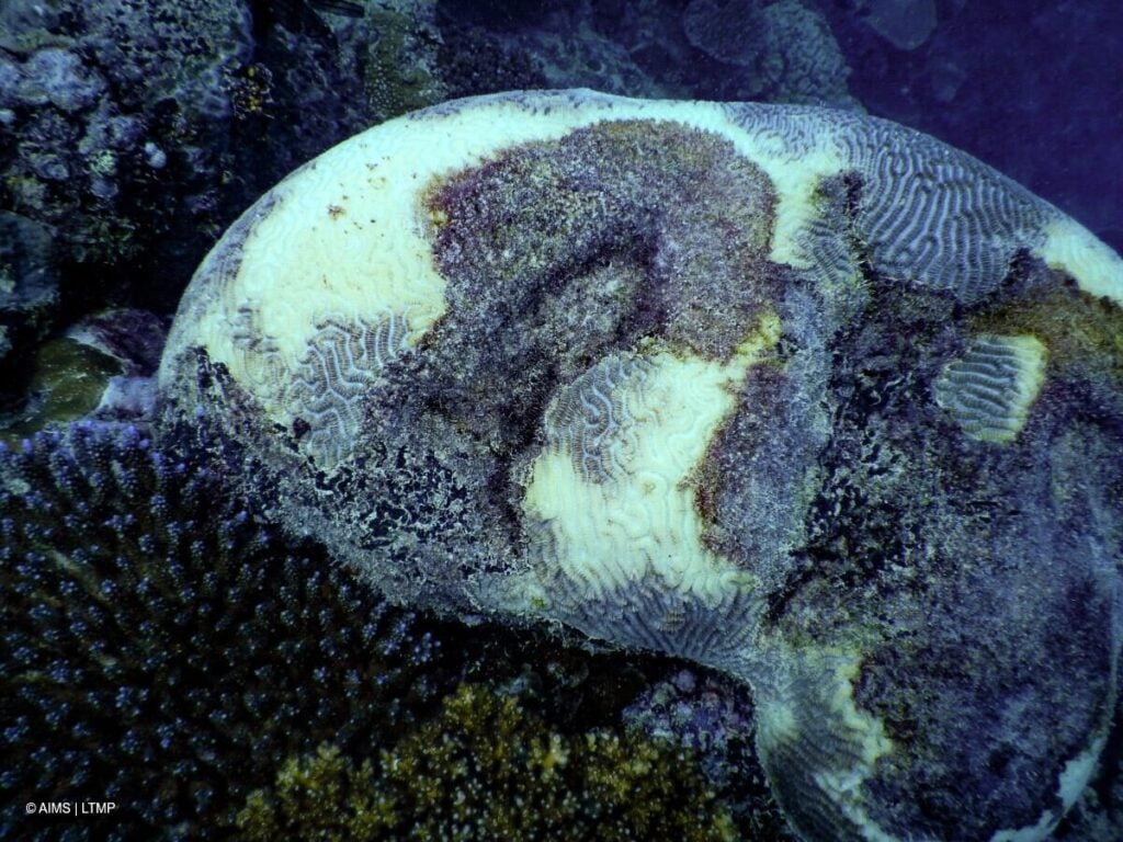 Partial bleaching and mortality on a Platygyra colony in the central region (AIMS LTMP)