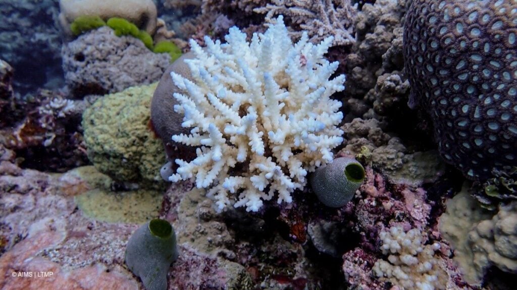 Minor bleaching was recorded on several reefs throughout the northern GBR, such as this Acropora colony at Lagoon Reef (AIMS LTMP)