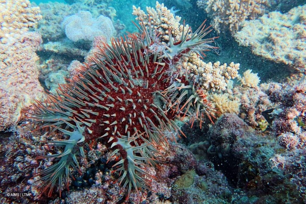 Crown-of-thorns starfish infestations are still at outbreak levels on several reefs in the southern GBR, including Tern Island (AIMS LTMP)