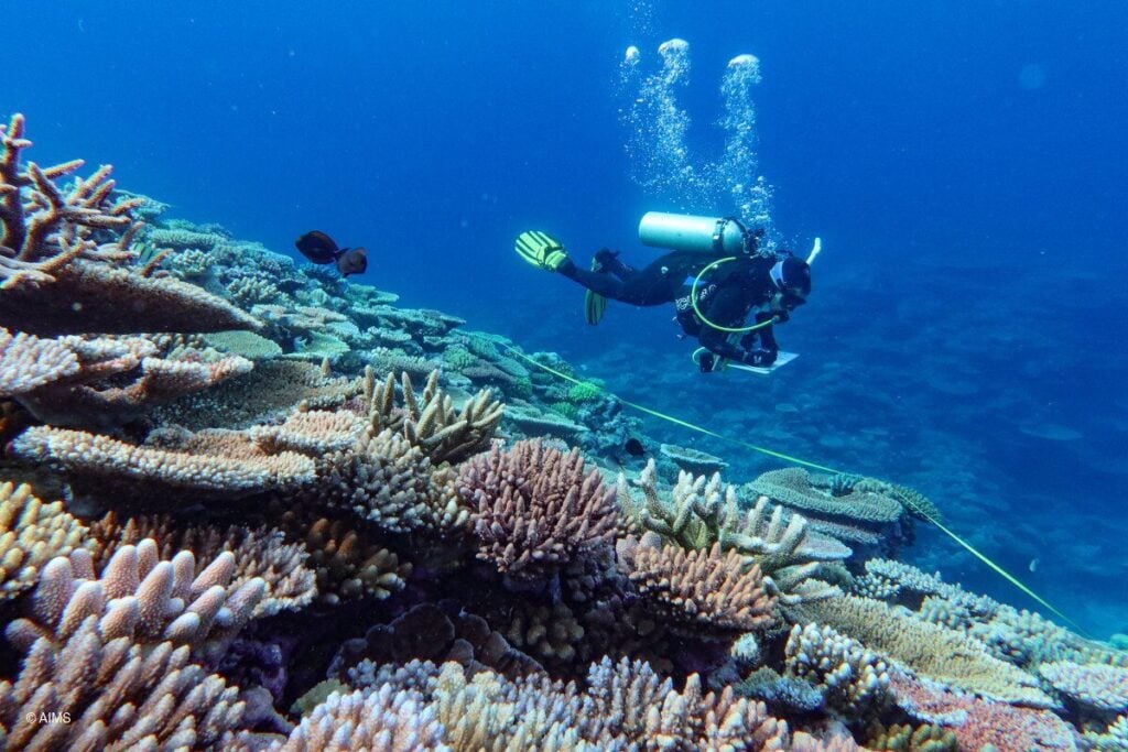 Diver engaged on a reef survey (AIMS LTMP)