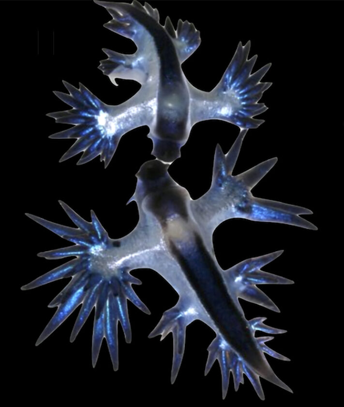 Blue angels have to be cautious when they get close to each other (Denis Riek)