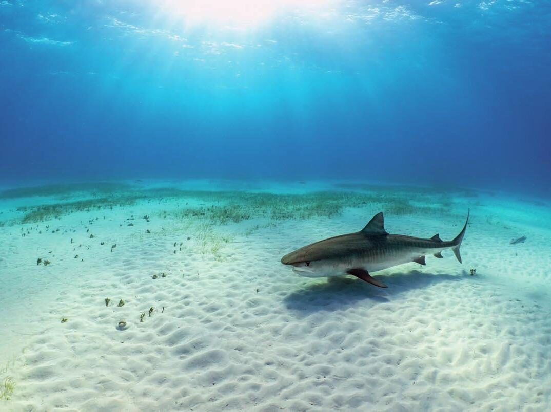 Alex Mustard reflects on a trip to the Bahamas, and asks if this is the ‘end’ of shark porn 3 CA7113A2 6839 4E1D 81FD9FF2AF917BDC 1