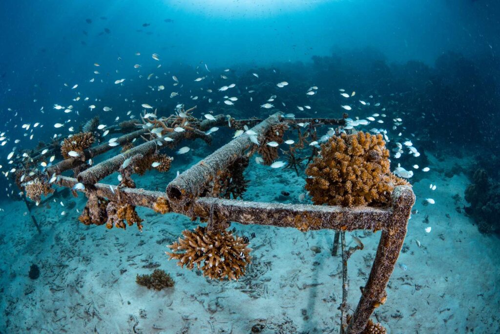 Coral-restoration frame on the house reef