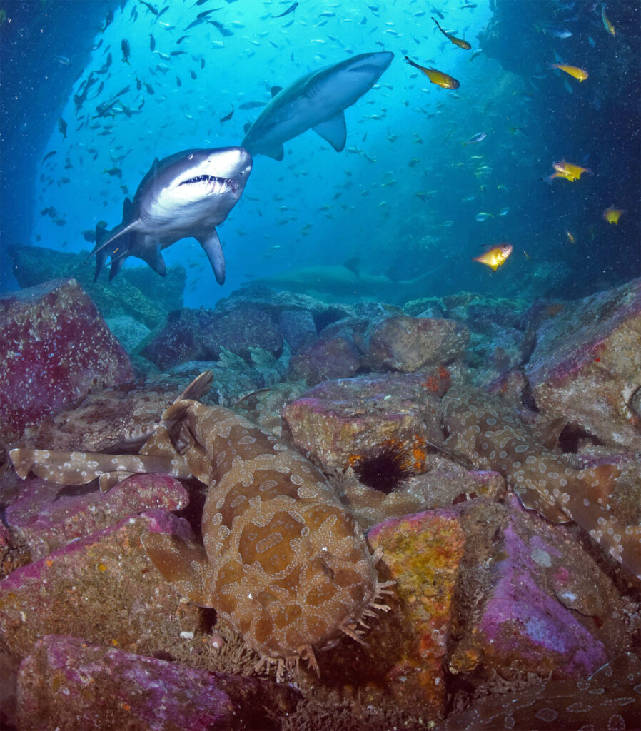 Become an 'instant expert' on sharks 1 sharks