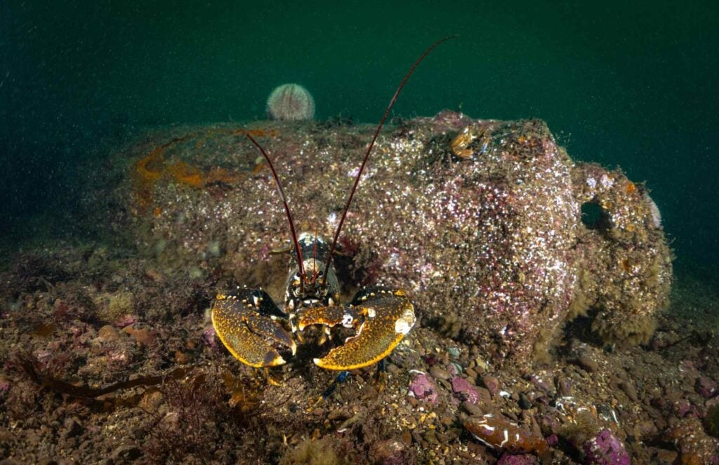 Inquisitive lobster on one of the 16 British cannon (Florian Huber, Submaris)
