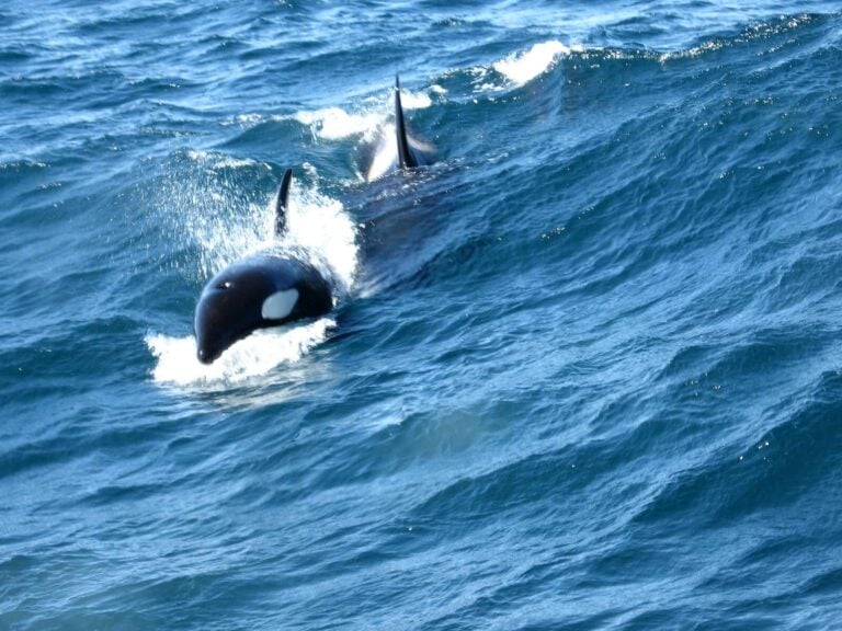 A pair of orcas (Martin Lindner)