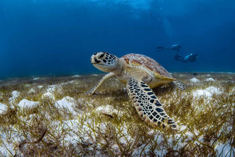Turtle on Le Meridien Maldives house reef