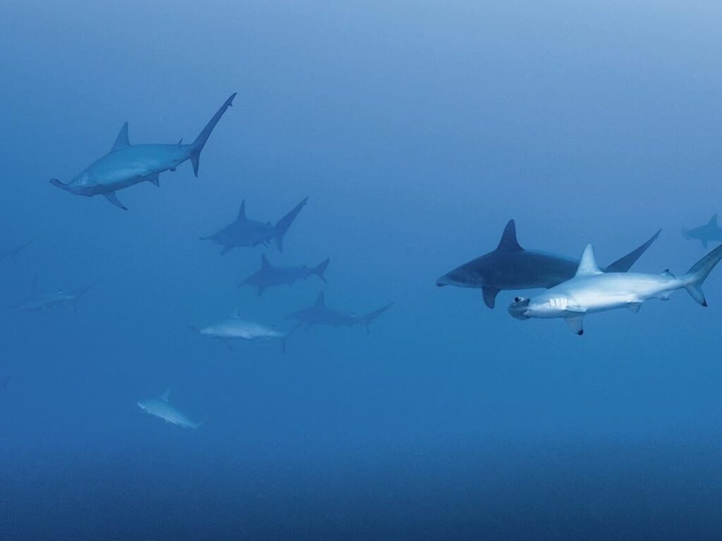 Schooling sharks and jacks at Roca Partida in the Revillagigedo Islands