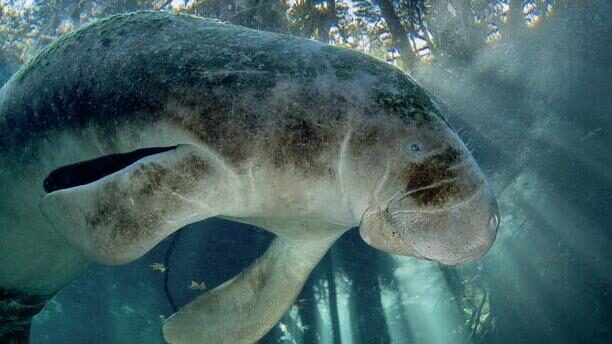 A manatee in the dappled light of the Everglades