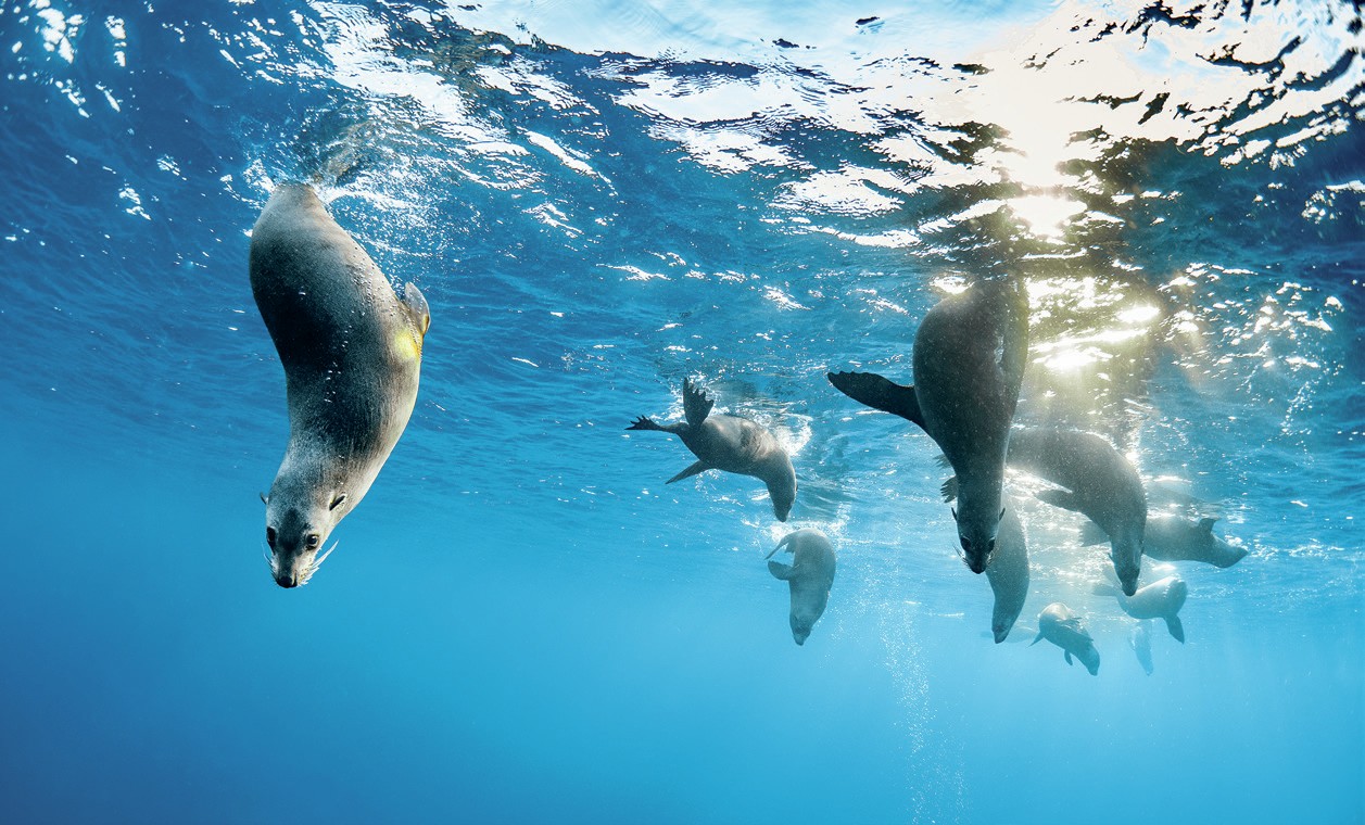 Diving With Vanessa Torres Macho: The All-Round Underwater Visionary