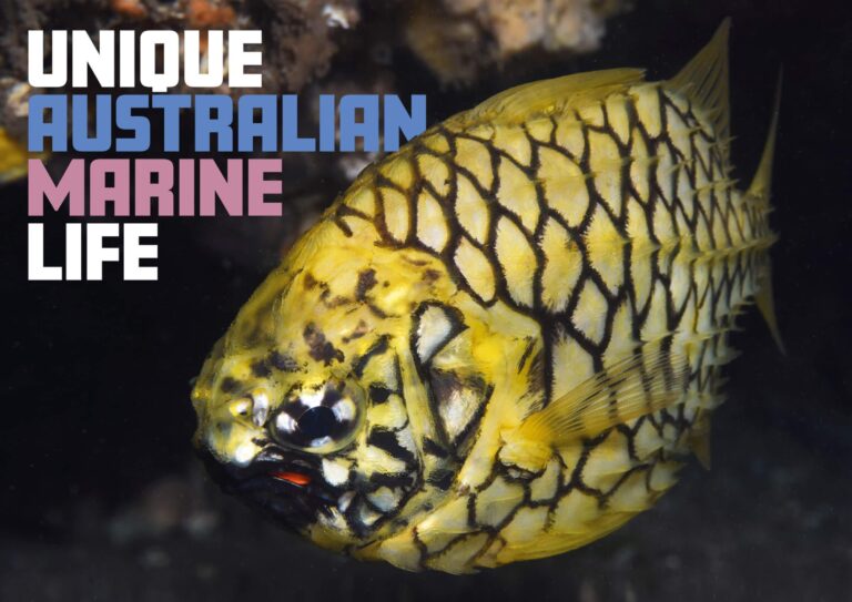 The Unique Australian Pineapplefish