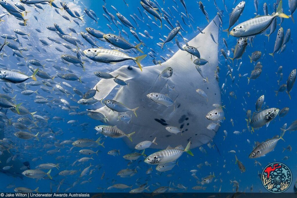 Jaw-dropping leopard seal wins U/W Awards Australasia 6 (Taken with a Nikon Z7 II, Aquatica housing, f/9, 1/500th, ISO 200 / Underwater Awards Australia)