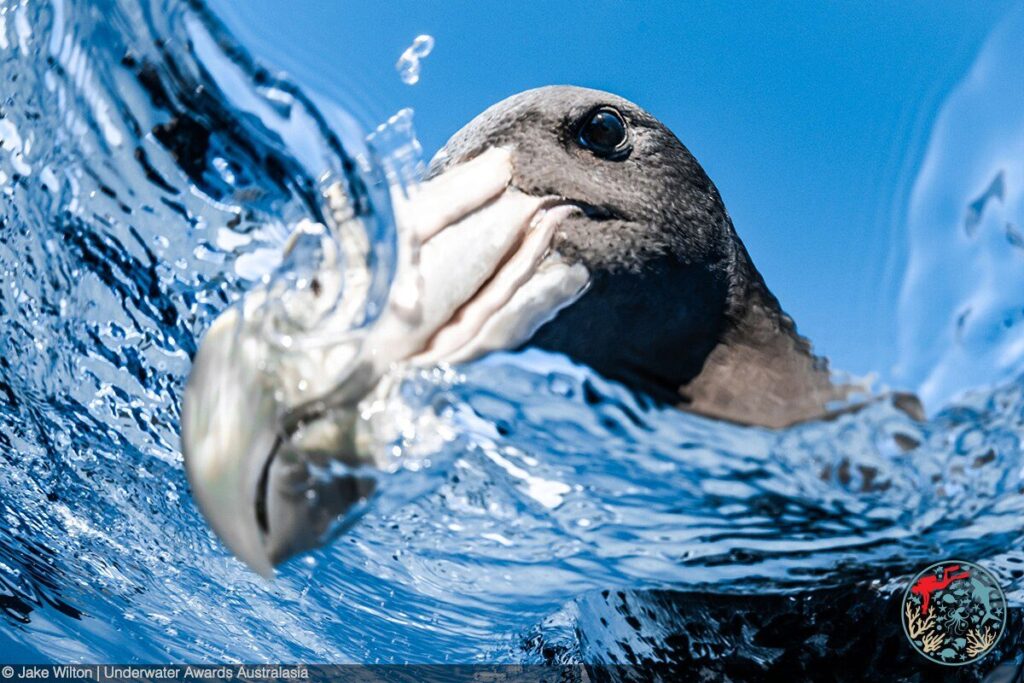 Jaw-dropping leopard seal wins U/W Awards Australasia 8 (Taken with a Nikon D810, Aquatica housing, f/9, 1/800th, ISO 800 / Underwater Awards Australia)