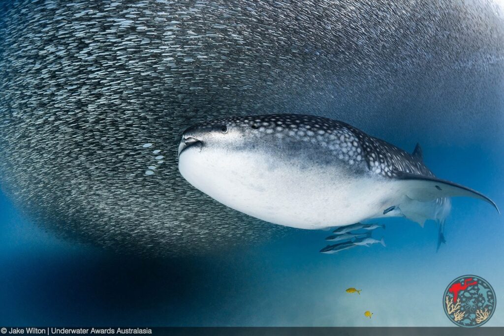 Jaw-dropping leopard seal wins U/W Awards Australasia 11 (Taken with a Nikon D810, Aquatica housing, f/9, 1/640th, ISO 640 / Underwater Awards Australia)