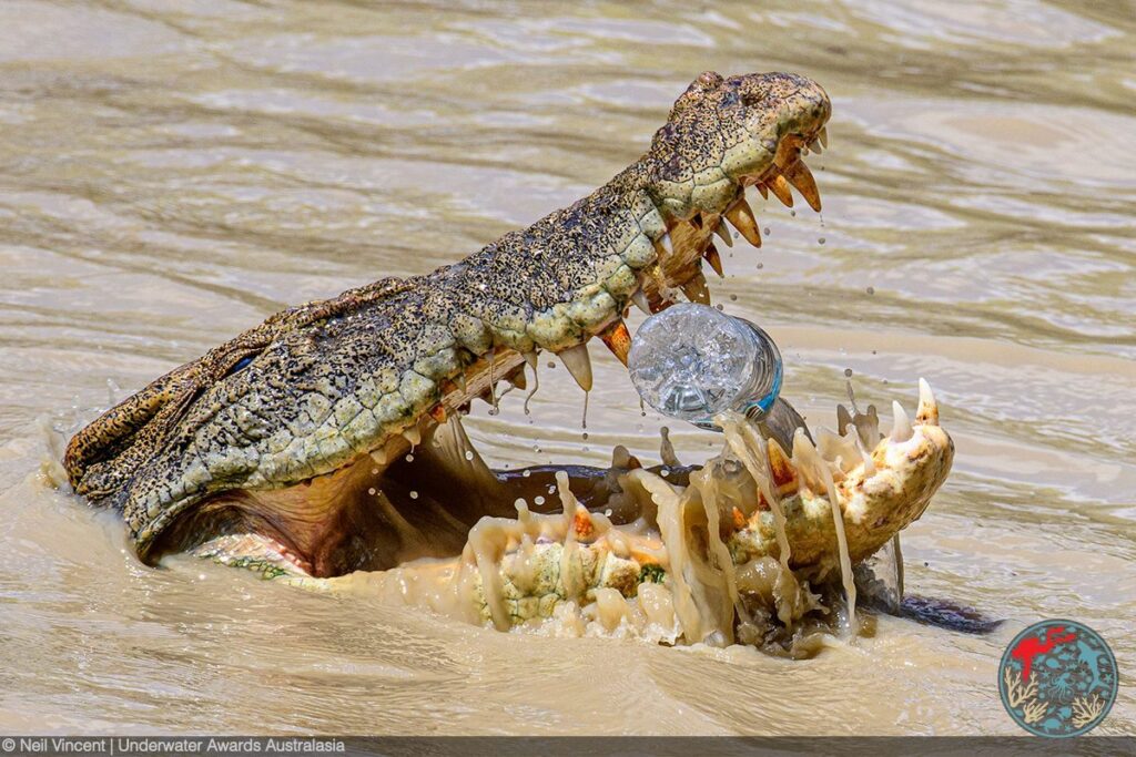 Jaw-dropping leopard seal wins U/W Awards Australasia 3 (Taken with a Nikon D850. f/8, 1/2000th, ISO 560 / Underwater Awards Australia)