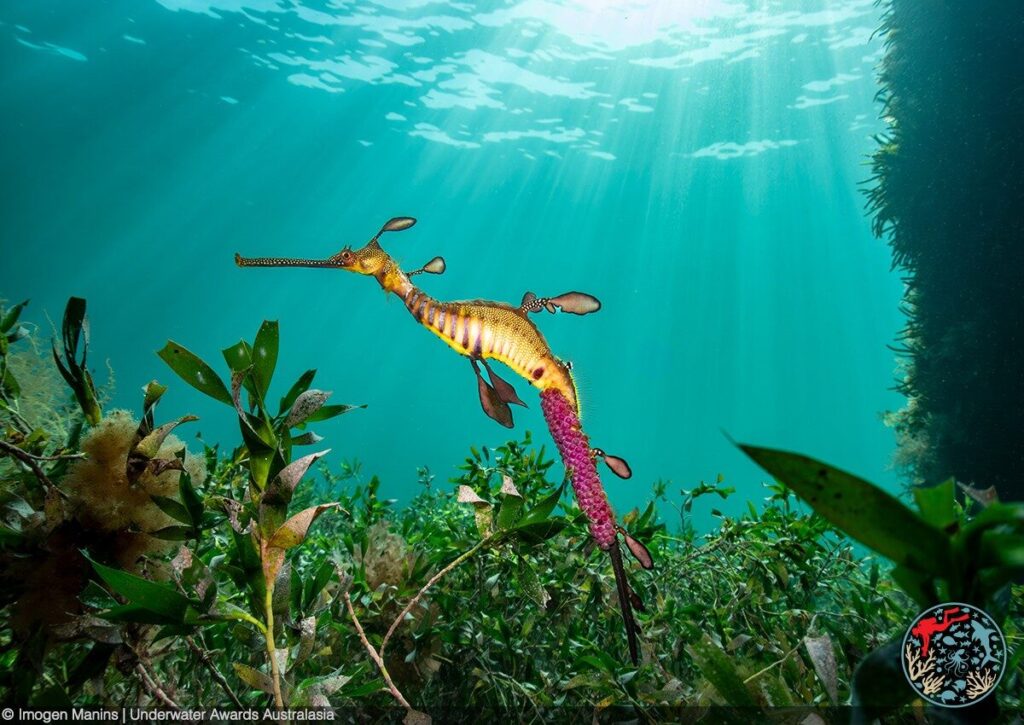 Jaw-dropping leopard seal wins U/W Awards Australasia 13 (Take with an Olympus Tough TG-6, Backscatter M52 Wide Angle Air Lens, Olympus housing, Backscatter MW-4 300 strobe. f/2.8, 1/800th, ISO 100 / Underwater Awards Australia)