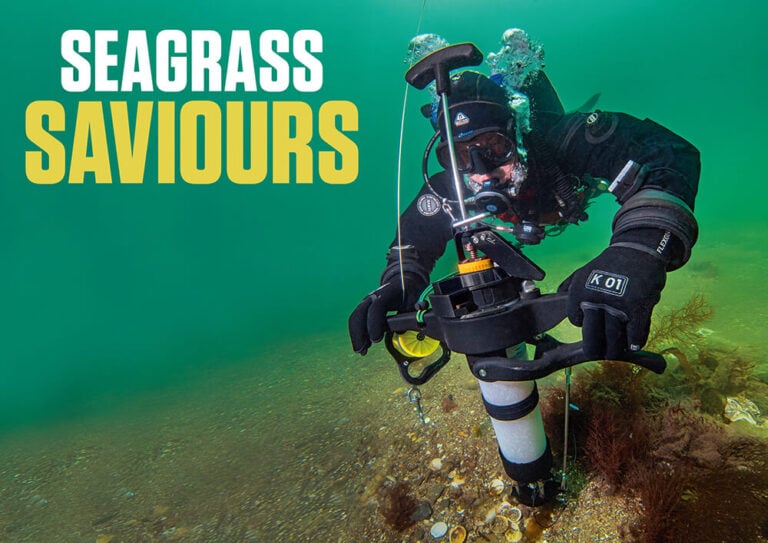 Seagrass Saviours – Citizen Science, Divers and the Fight to Restore Plymouth Sound