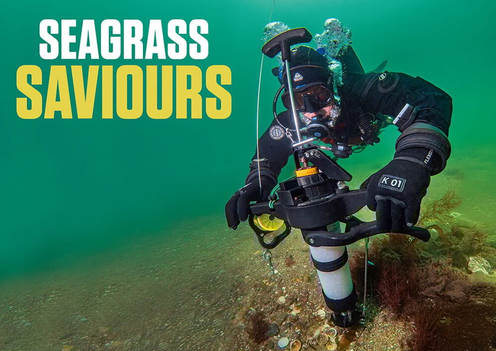 Seagrass Saviours – Citizen Science, Divers and the Fight to Restore Plymouth Sound