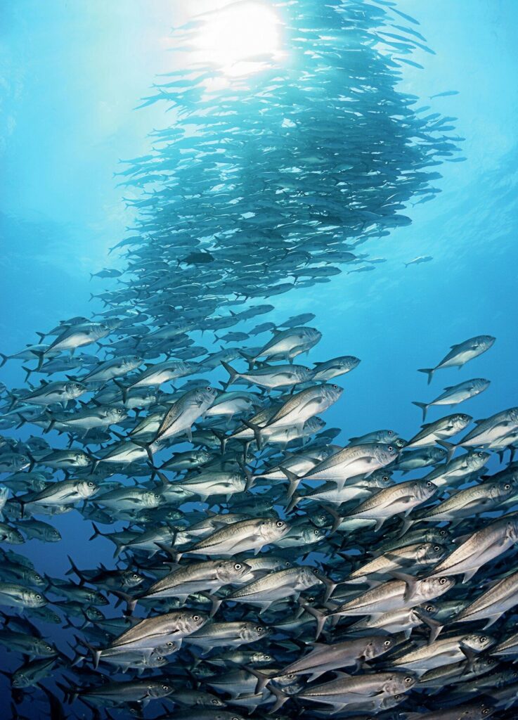 Schooling jacks at Socorro Island, Mexico