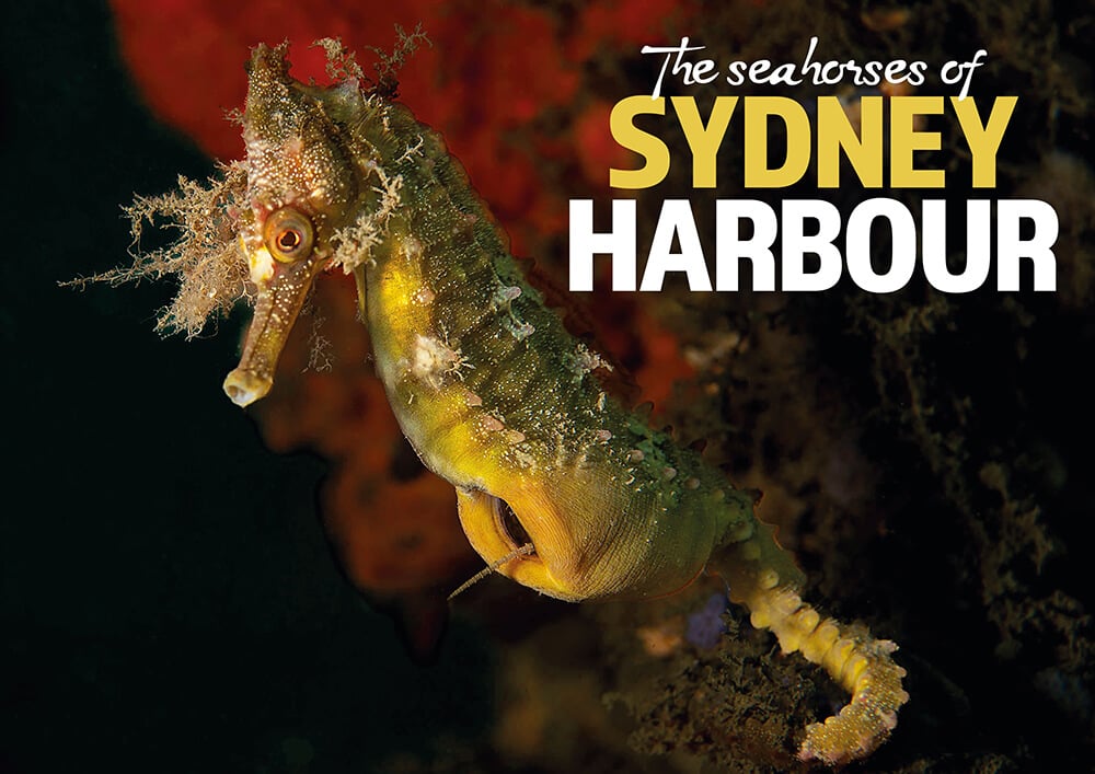 White’s Seahorses in Sydney Harbour: Conservation Success at Chowder Bay