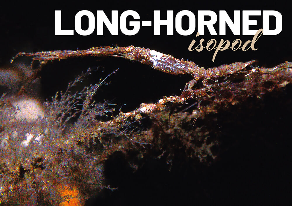 The Long-Horned Isopod: One of Britain’s Strangest Marine Macro Species
