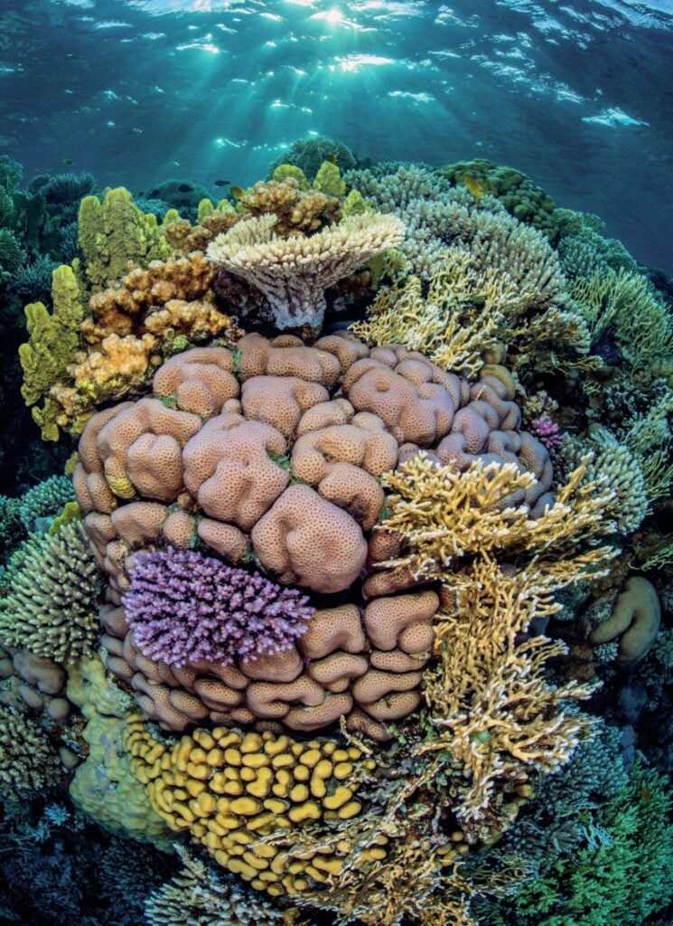 Density and diversity are key to compelling shots of hard corals