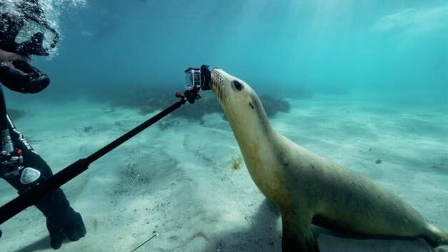 An inquisitive sea lion