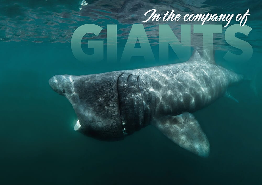 Ireland in the Company of Giants: Snorkelling with Basking Sharks off the Blasket Islands