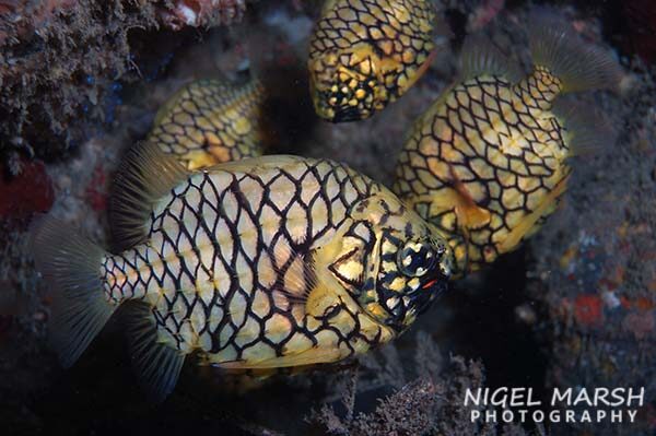 Close-up of Australian pineapplefish showing its yellow body and black crosshatch pattern