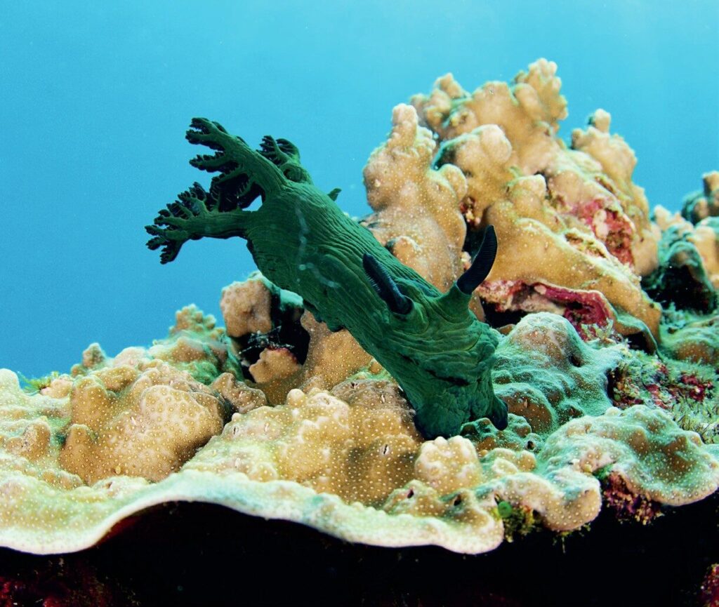 Apo Island: The Philippines’ Marine Conservation Success Story 8 A nudibranch dancing in the currents