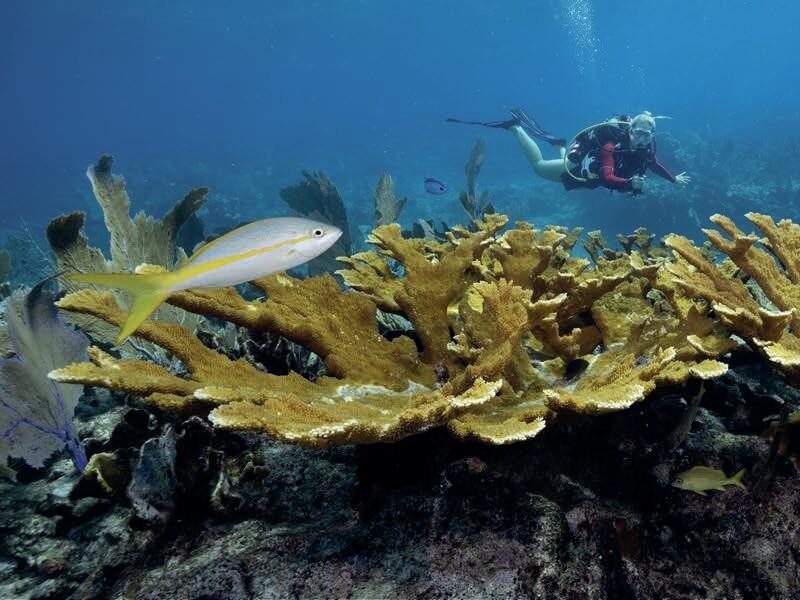 Hard corals in the Florida Keys