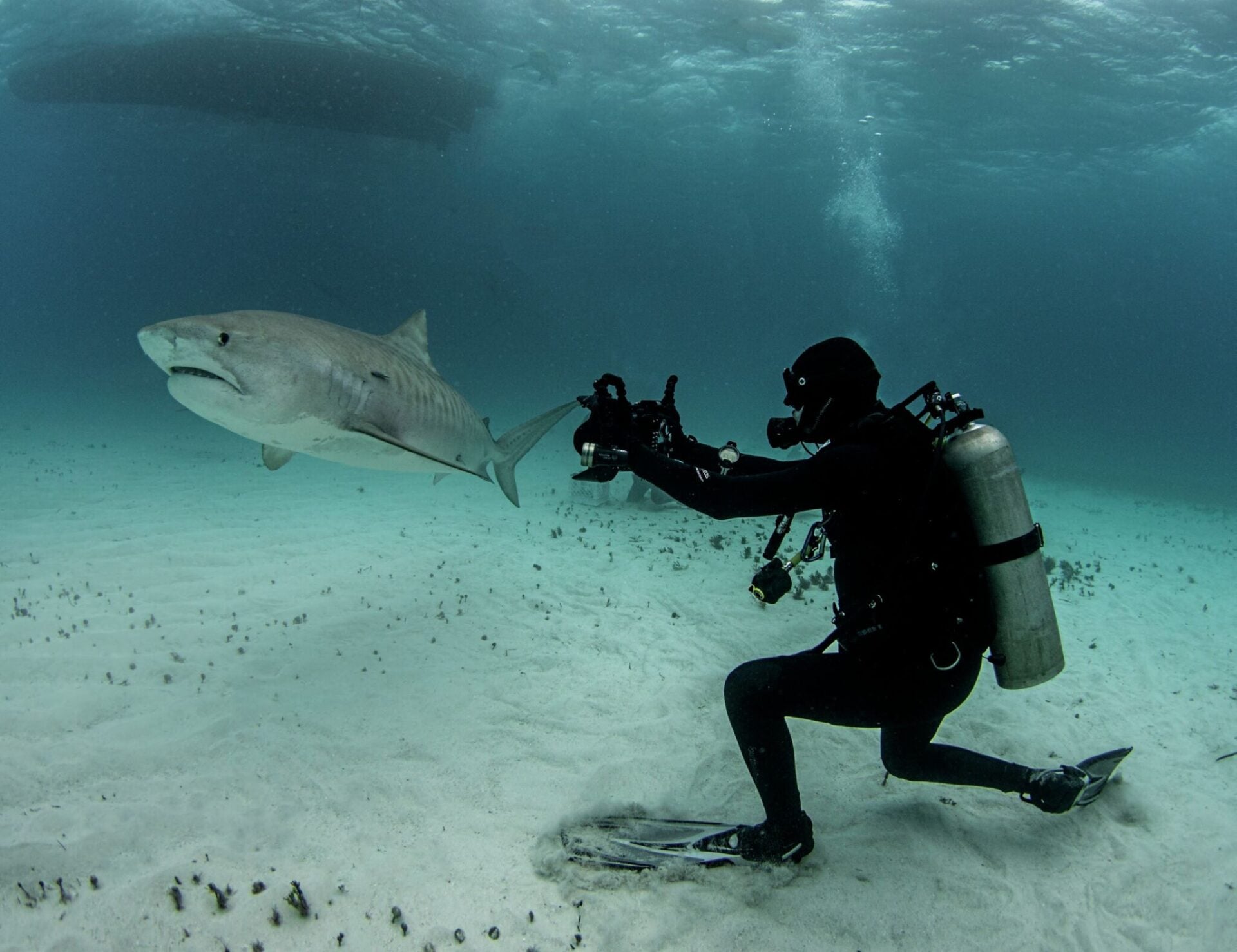 Filming tiger sharks at Tiger Beach © Amanda Cotton