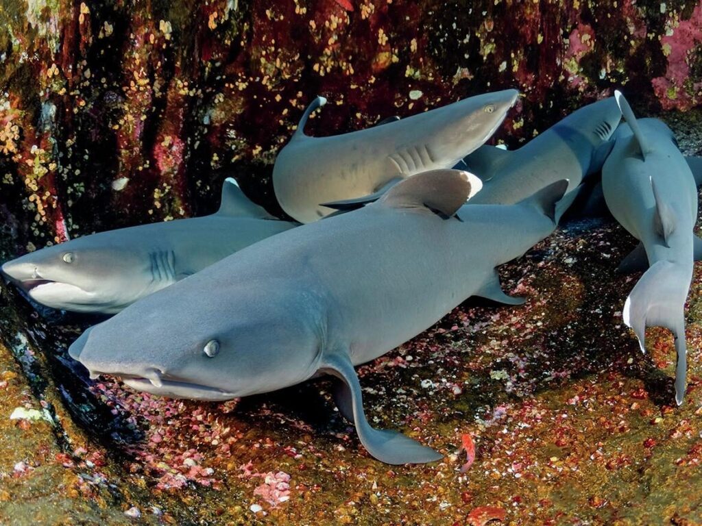 One of many groups of white tip reef sharks at Socorro