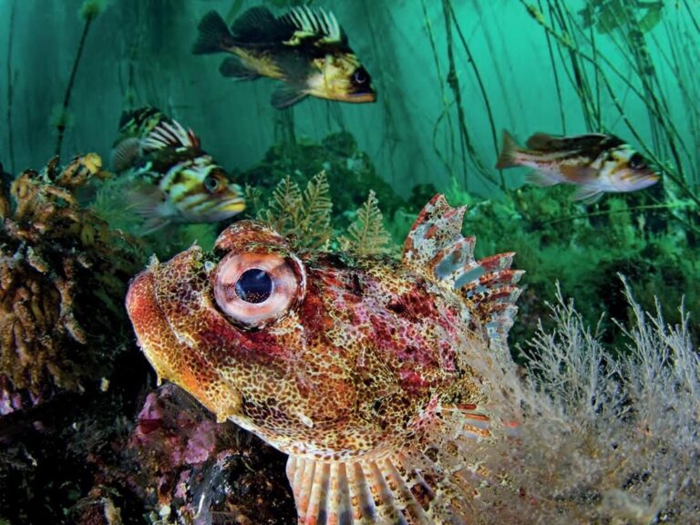 Photographic Perfection: How to Optimise Your Underwater Photography Gear for Stand-Out, Professional-Grade Images