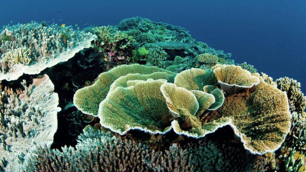 Apo Island: The Philippines’ Marine Conservation Success Story 10 Coral Reef conservation truly works