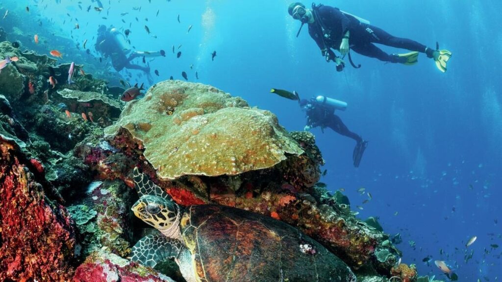 Diving Komodo National Park: Aboard the Elegant Tiaré Liveaboard 9 Divers hovering over a turtle in Komodo National Park