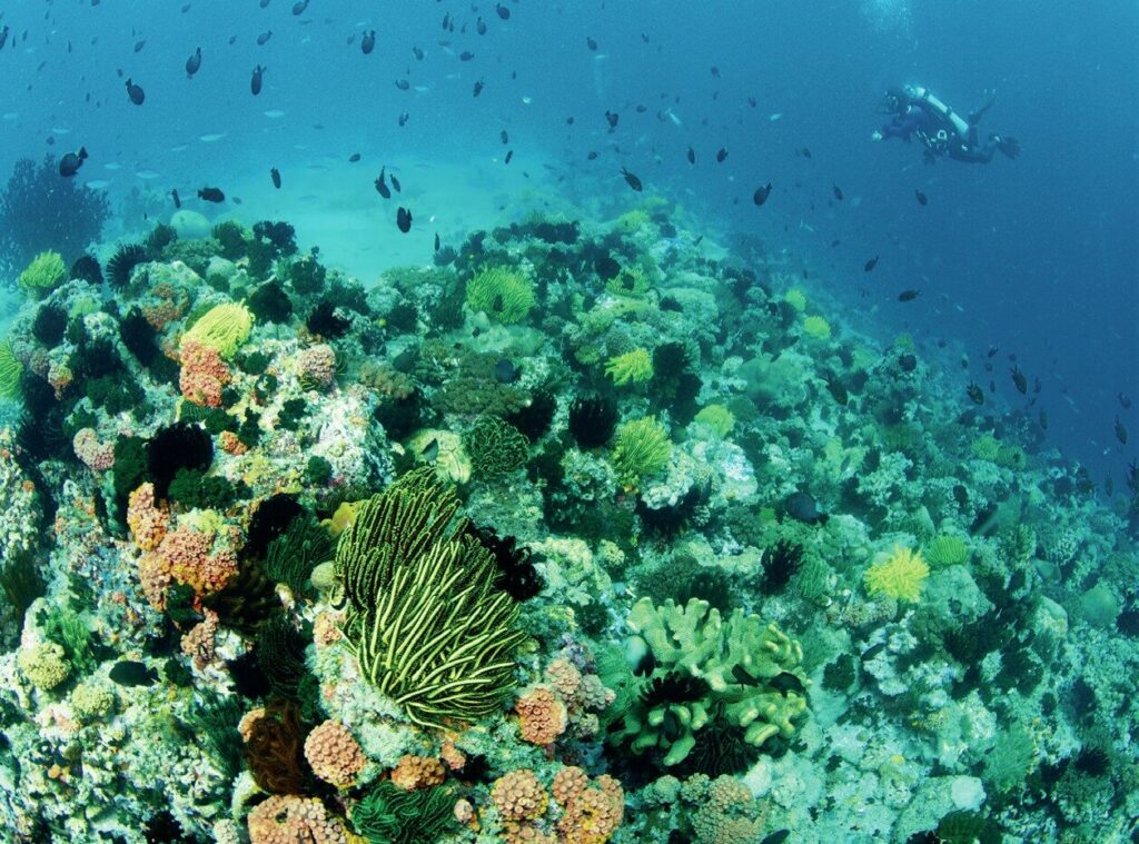 Apo Island: The Philippines’ Marine Conservation Success Story 6 Corals and fish as far as the eye can see