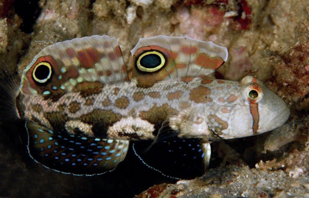 A signal goby on the sand on a night dive from Amira