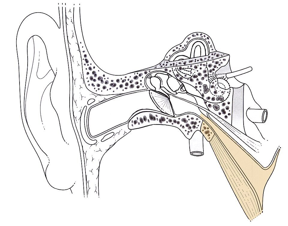 Diagram of the human ear highlighting the Eustachian tube in color, showing how it connects the middle ear to the throat for pressure equalisation.