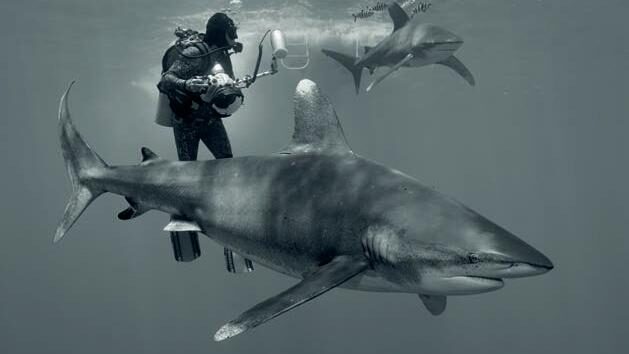 Stephen getting up close with oceanic whitetips